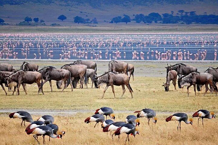 2 Days Tarangire and Ngorongoro Crater