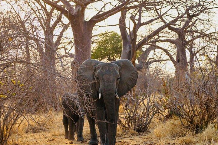 2 Days Tarangire and Ngorongoro Crater