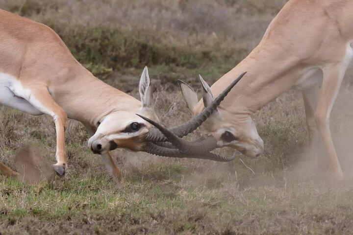 2 Days Tarangire and Ngorongoro Crater