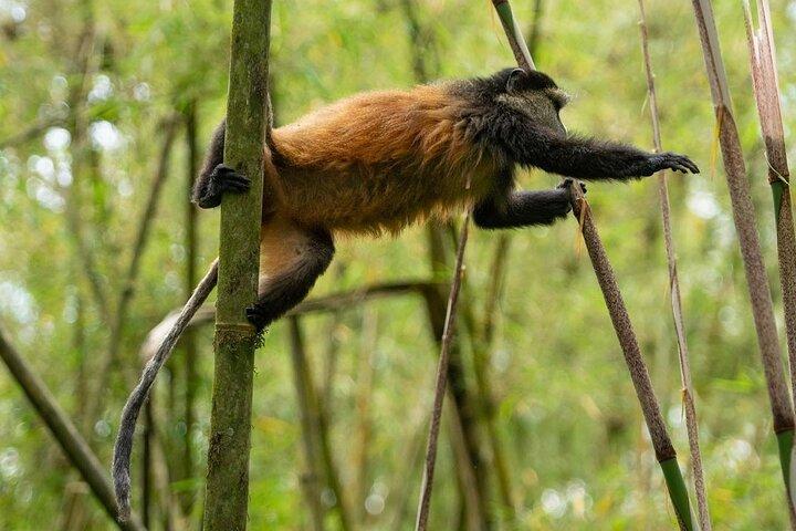 One Day Rwanda Golden Monkey Trek with Dian Fossey or Guardians