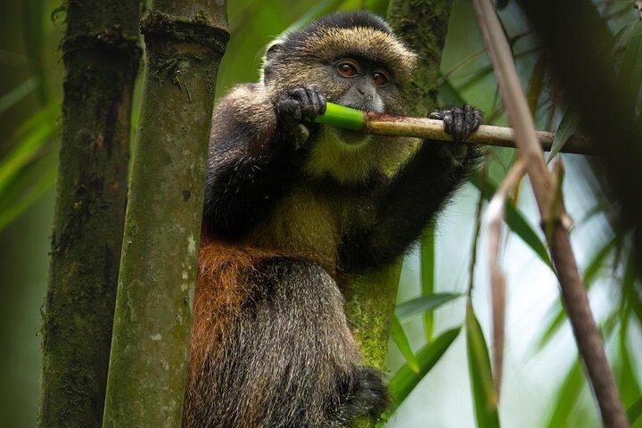 One Day Rwanda Golden Monkey Trek with Dian Fossey or Guardians