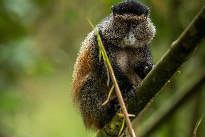 One Day Rwanda Golden Monkey Trek with Dian Fossey or Guardians