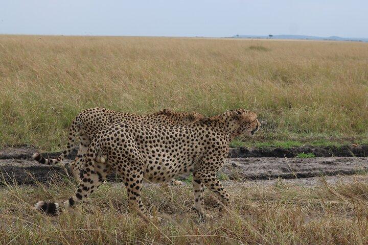 5-Day Private Safari on Amboseli Nairobi and Masai Mara Adventure