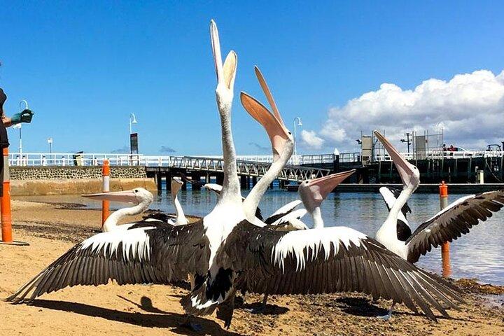 Phillip Island Wildlife and Penguin Tour with Cruise Option