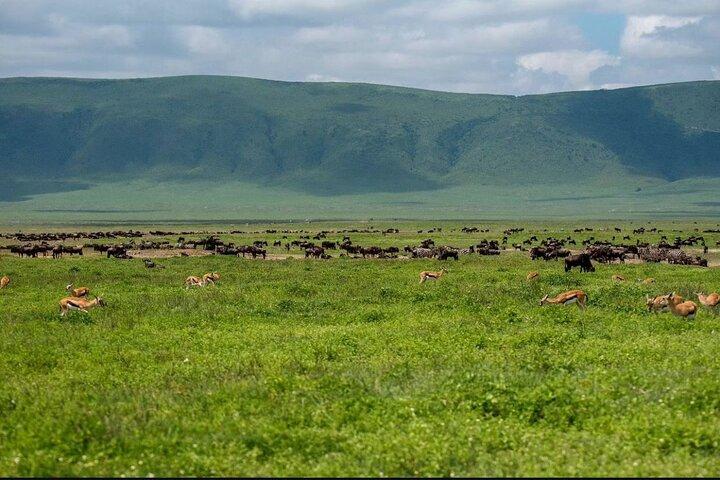 Private Day Journey Through The Heart Of Ngorongoro Crater