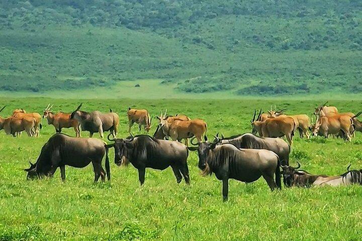 Private Day Journey Through The Heart Of Ngorongoro Crater