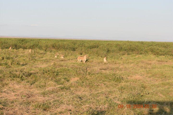 5 Days 4 Nights Masai Mara & Nakuru Private Safari Peak Season