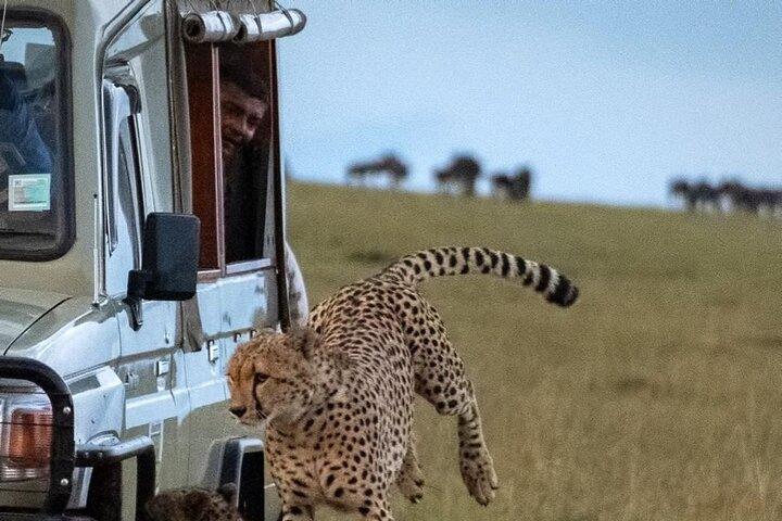 5 Days 4 Nights Masai Mara & Nakuru Private Safari Peak Season
