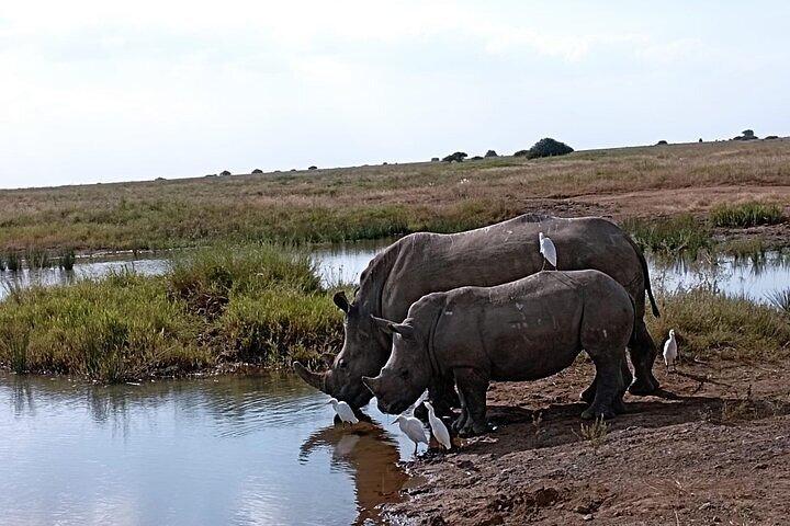 Nairobi National Park Private Half Day Tour with Pick up