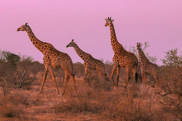 Nairobi National Park Private Half Day Tour with Pick up