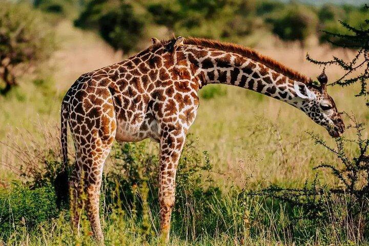 Amboseli Day Trip with Pickup