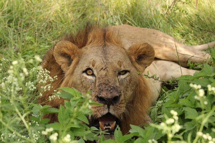 3 Days Maasai Mara Midrange Safari Experience