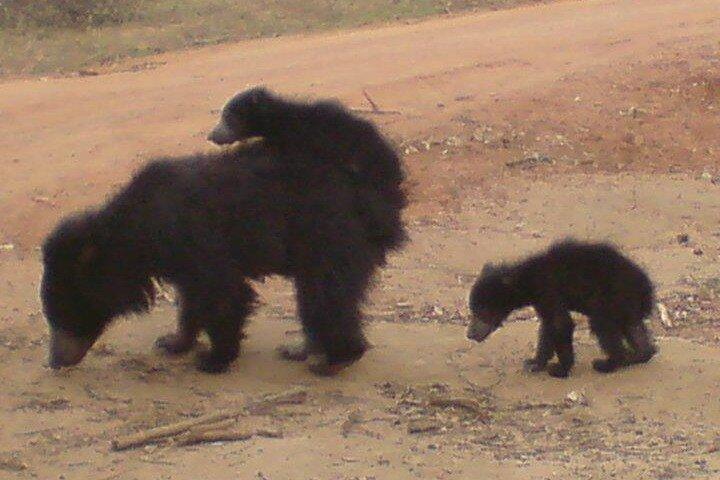 Yala National Park Half Day Safari - 4.30 a.m to 11.30 a.m