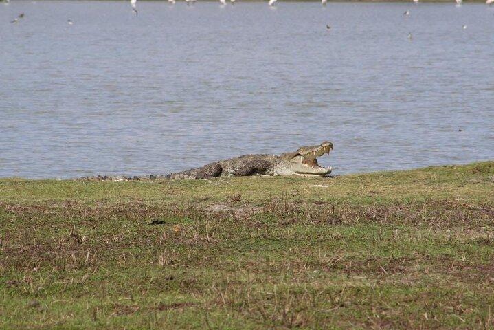 Yala National Park Half Day Safari - 4.30 a.m to 11.30 a.m