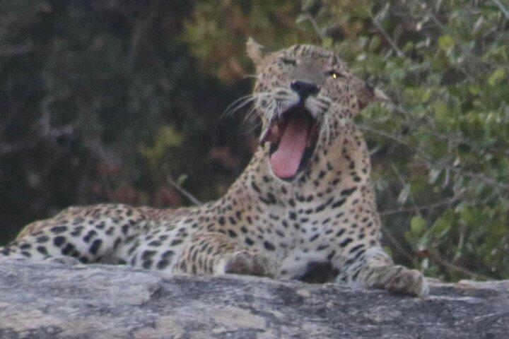 Yala National Park Half Day Safari - 4.30 a.m to 11.30 a.m