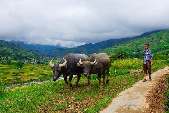 A day Trek to Rice Field in LaoChai-Tavan village-MuongHoa valley