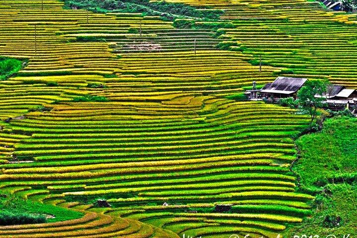 A day Trek to Rice Field in LaoChai-Tavan village-MuongHoa valley
