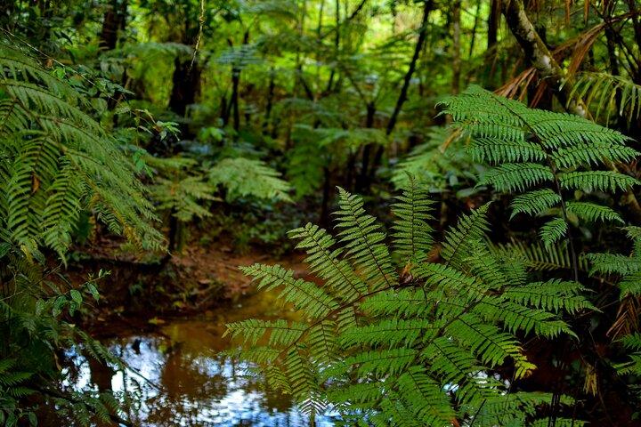 Sinharaja Rain Forest Day Tour From Colombo