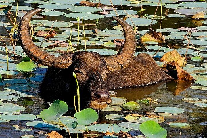 Paradise Yala Safari Tours