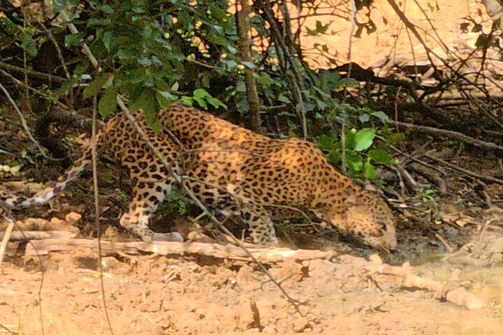 Paradise Yala Safari Tours
