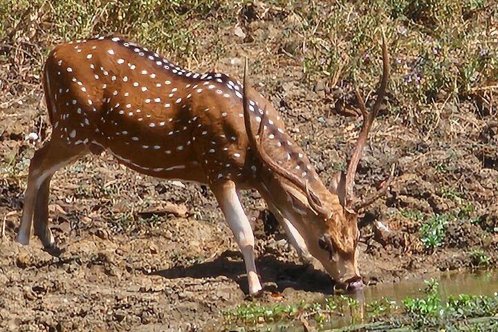 Paradise Yala Safari Tours