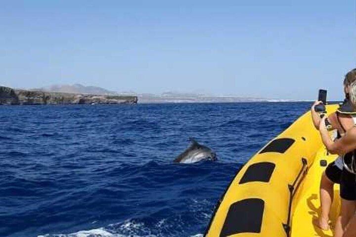 Dolphin Watching and Bathing in Papagayo Lanzarote Beach