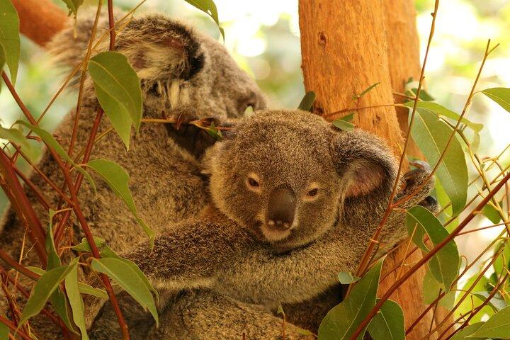 Hartley Crocodile Park with Kuranda, Skyrail Cableway and Train
