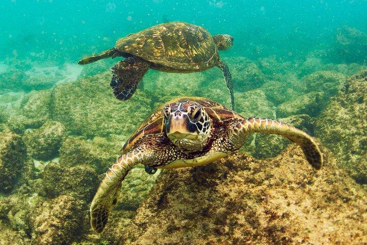Waikiki Beach Glass Bottom Boat Tour