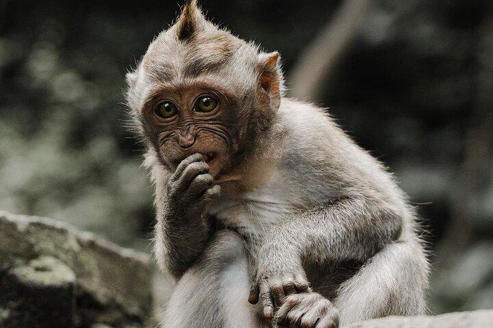 Bali Swing, Monkey Forest and Waterfalls Tour