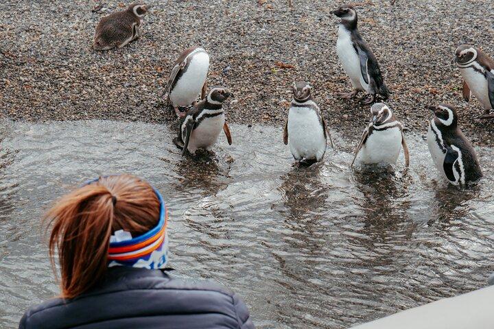 Guided Penguin Watching Tour and Centolla Route