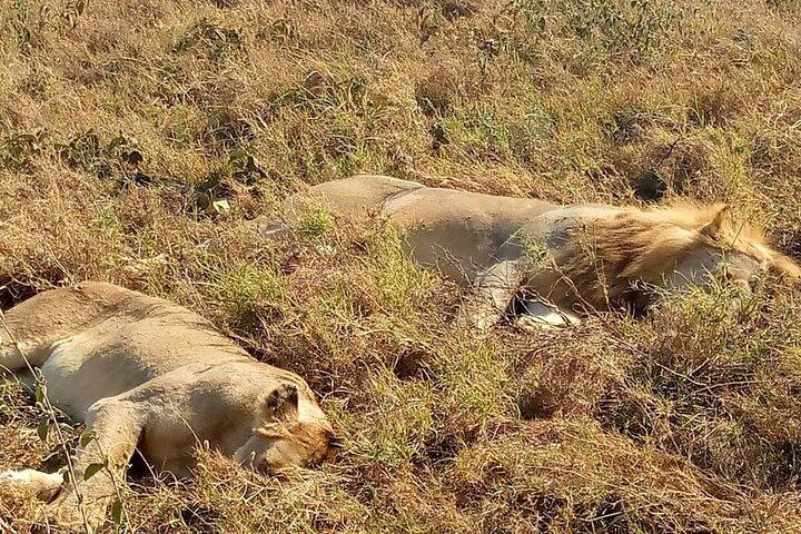 Full- Day Trip to Tarangire National Park From Arusha