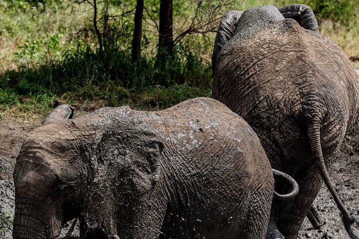 3-Day Tarangire, Ngorongoro & Manyara Shared Safari