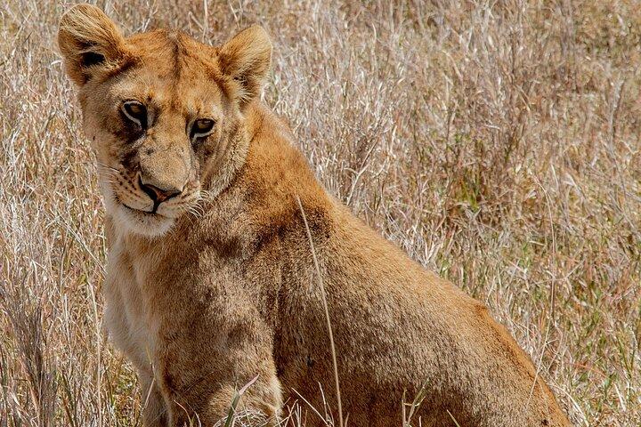3-Day Tarangire, Ngorongoro & Manyara Shared Safari