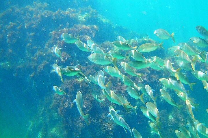 Berlengas Island Catamaran Tour + Snorkeling