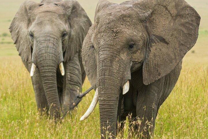 7 Days 6 Nights Best of Kenya Safari