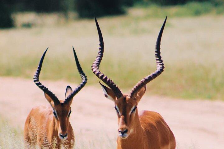 6 Days Private Safari Tarangire, Serengeti, and Ngorongoro crater