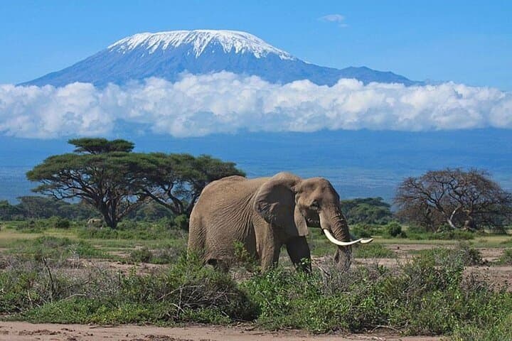 Day Tour to Amboseli National Park