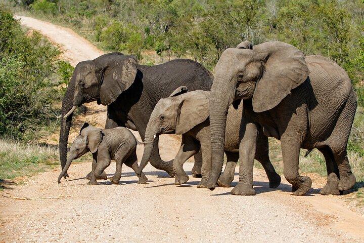 Private Full-Day Kruger National Park Safari