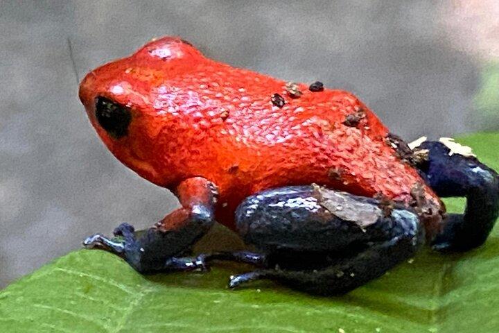 Private Tour to Rio Celeste Hike and Flavors of Costa Rica