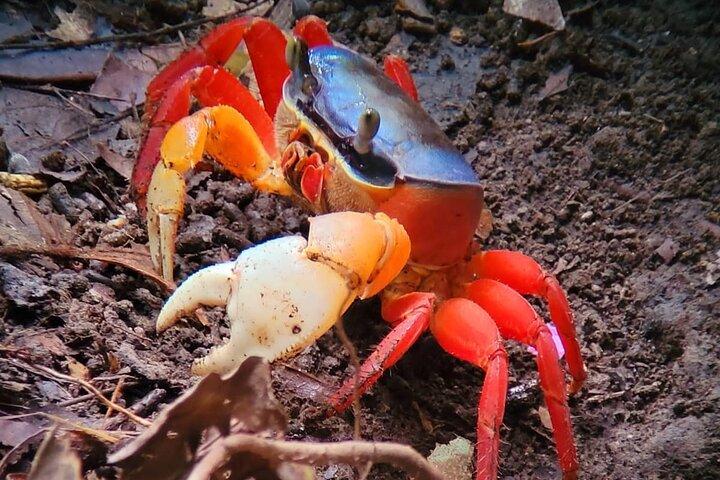 Manuel Antonio: Boat Mangrove Tour to See Animals