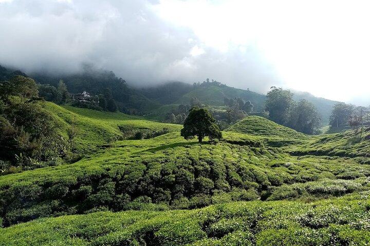 Cameron Highlands, Garden of Nature Full Day Private Guided Tour