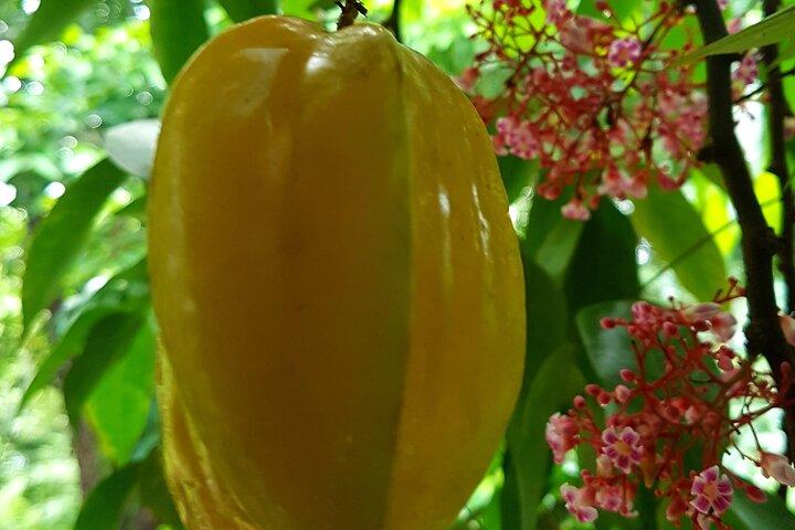 Spice Farm with Cooking Class + Lunch and Stone town (City tour)