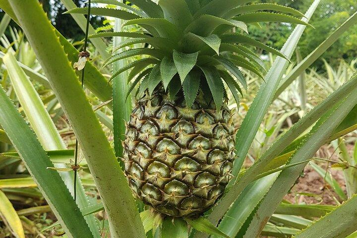 Spice Farm with Cooking Class + Lunch and Stone town (City tour)