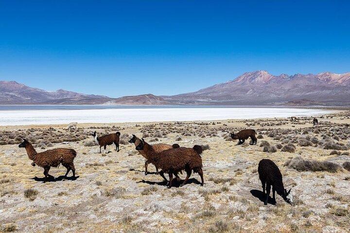 From Arequipa: Salinas Lagoon Half Day Tour