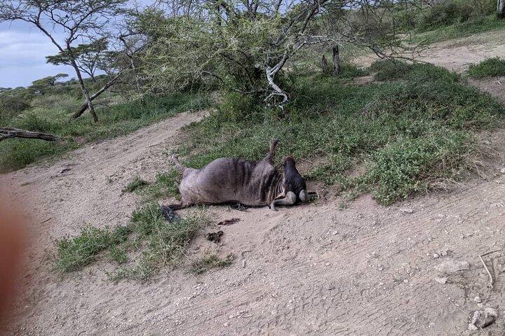 4-Day Group Lodge Safari Tarangire, Serengeti, Ngorongoro