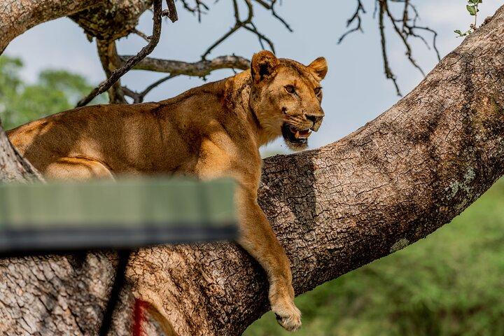 4-Day Group Lodge Safari Tarangire, Serengeti, Ngorongoro