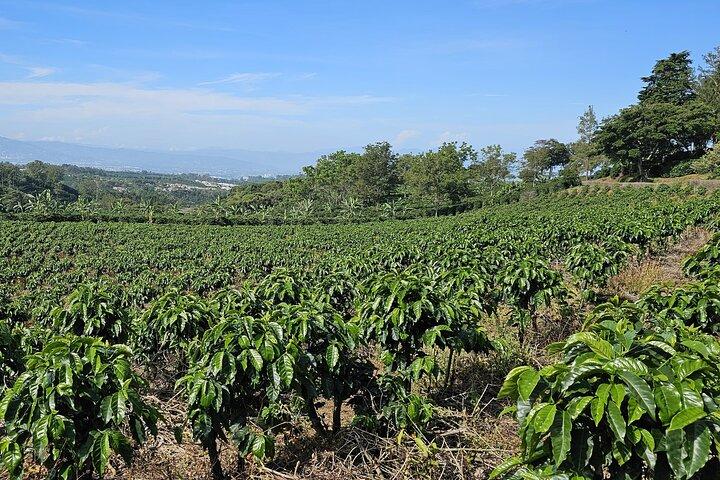 Coffee Tour with Poás Volcano and La Paz Waterfalls from San José