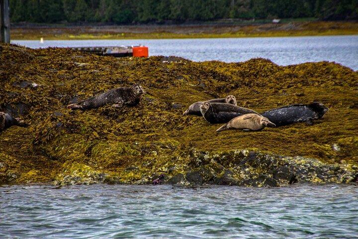 Tales & Tides: Alaskan Lore & Wildlife Cruise