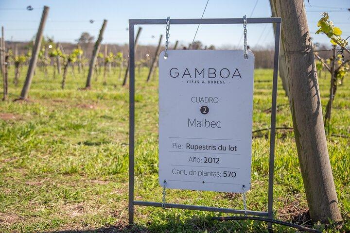 Private Bodega Gamboa Wine Tasting Tour With Lunch