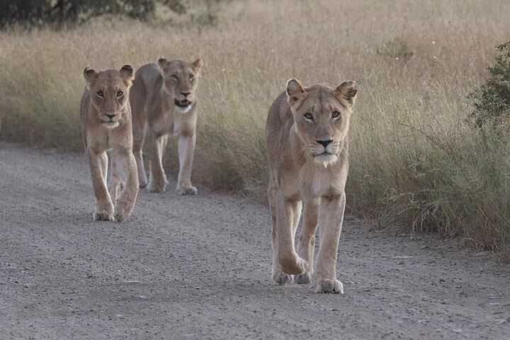 Kruger National Park Private Full Day Safari from Hoedspruit